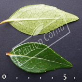 Abelia X grandiflora ‘Edward Goucher’ feuille CM