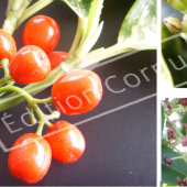 Aucuba japonica ‘Crotonifolia’ 3 photos fruit et fleurs