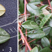 Cotoneaster X suecicus ‘Skogholm’ 2 photos rameau