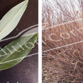 Hypericum hookerianum ‘Hidcote’ 2 photos hiver