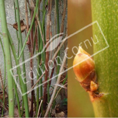 Kerria japonica ‘Pleniflora’ bourgeon