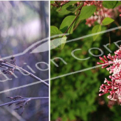 Syringa microphylla ‘Superba’ 2 photos fleur fruit